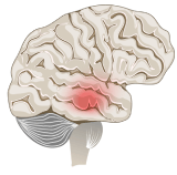 How slim4vit work in our body